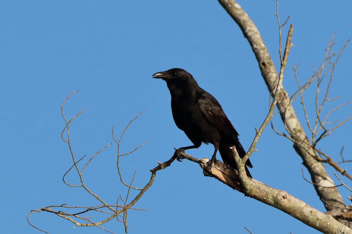 American Crow - ML243371311