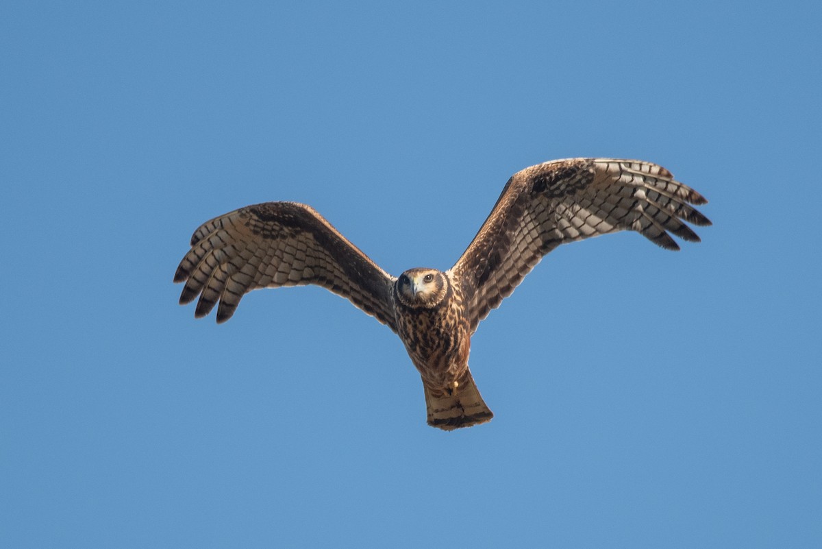 Long-winged Harrier - Pablo Re