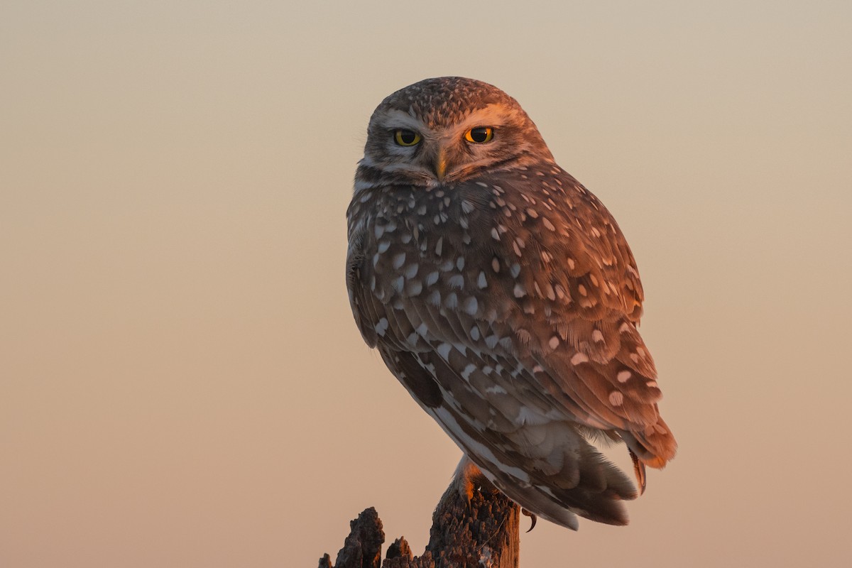 Burrowing Owl - Pablo Re