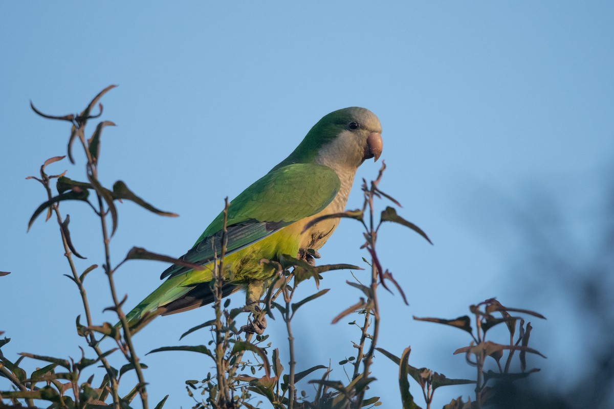 Monk Parakeet - ML243373361