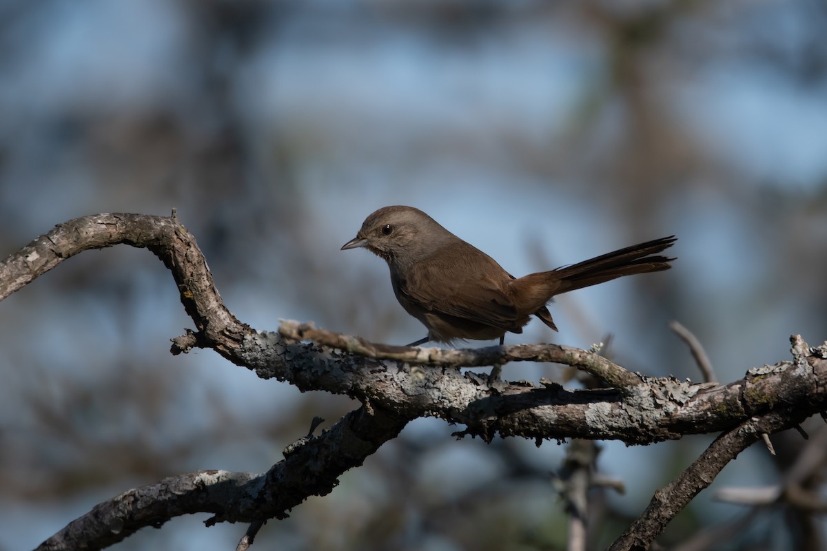 Short-billed Canastero - ML243373631