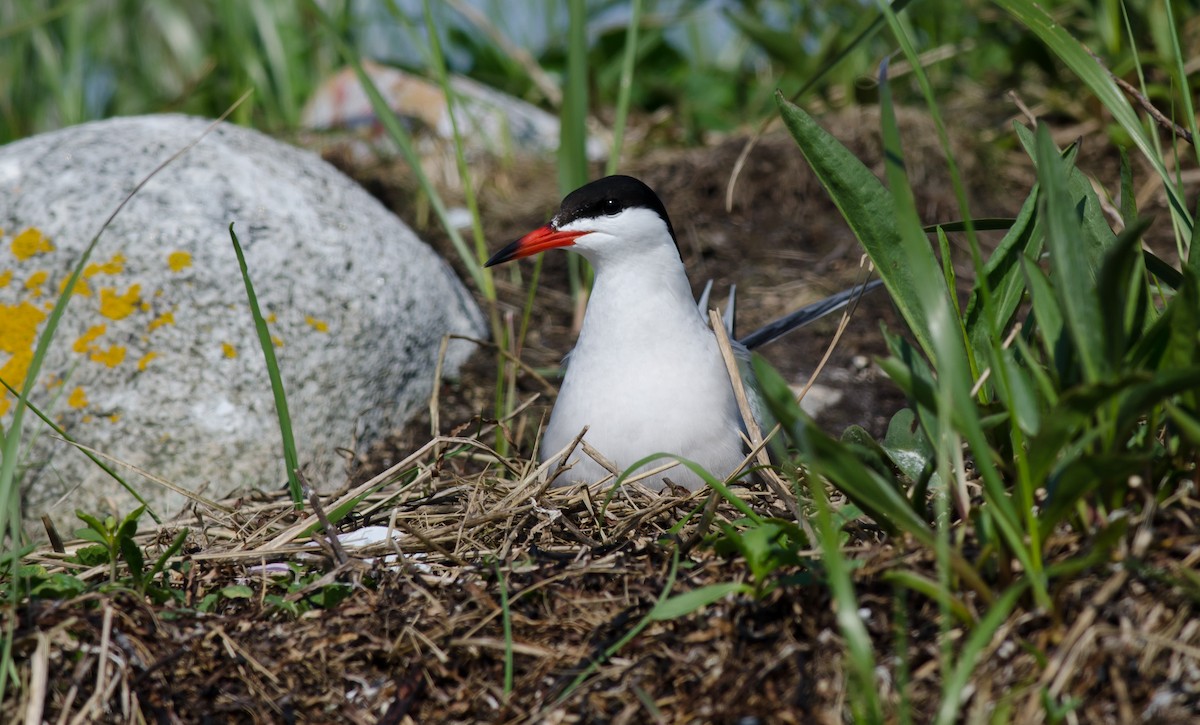 Common Tern - Alix d'Entremont