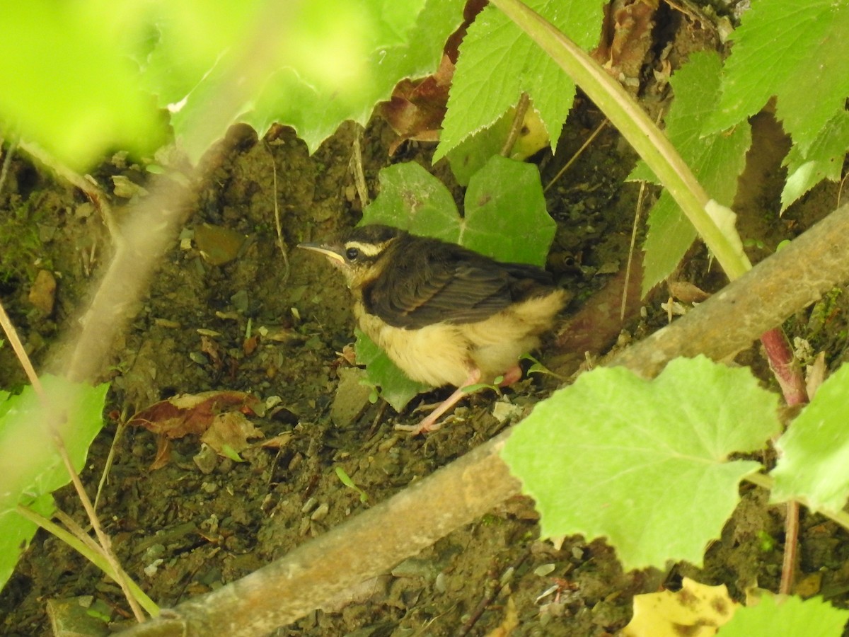Louisiana Waterthrush - Matt Nusstein