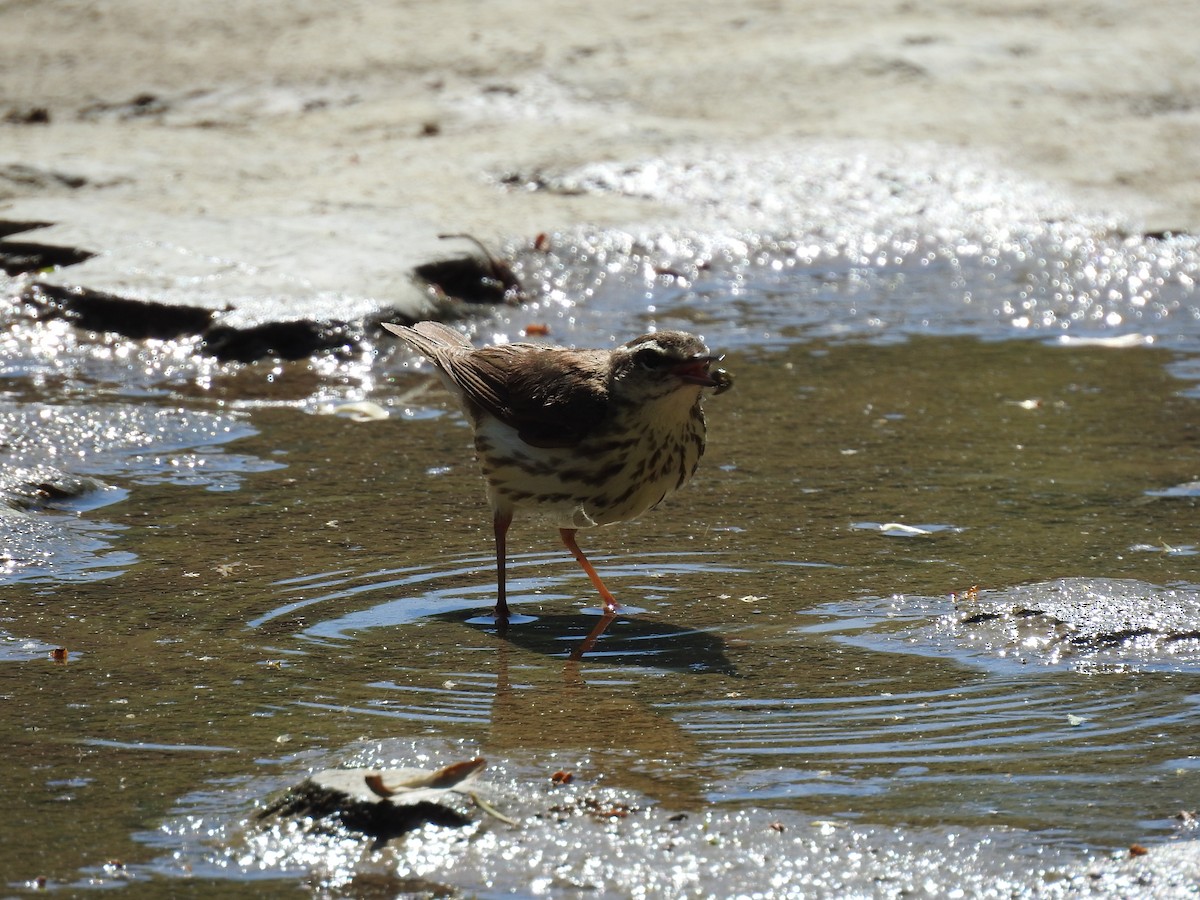 Louisiana Waterthrush - Matt Nusstein
