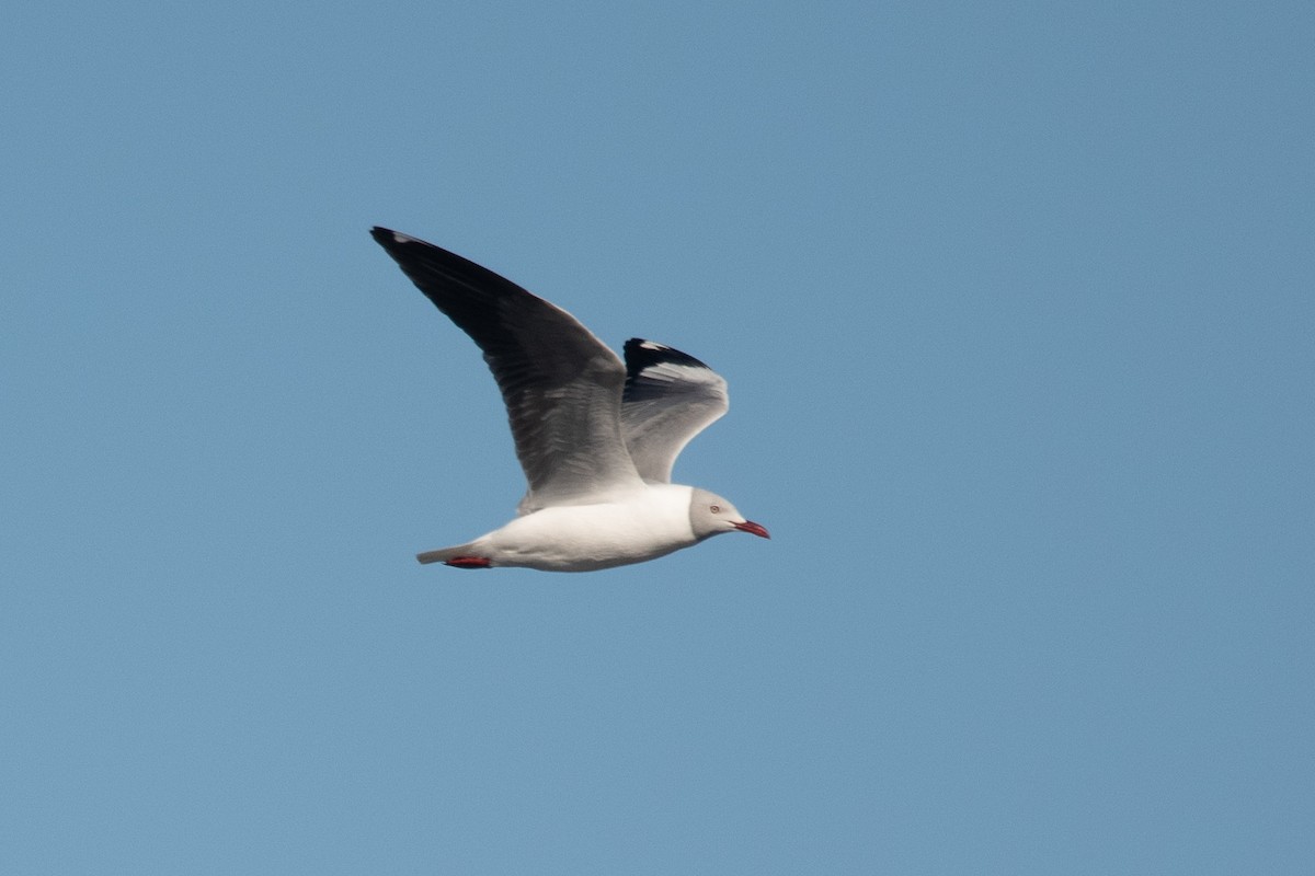 Gray-hooded Gull - Pablo Re