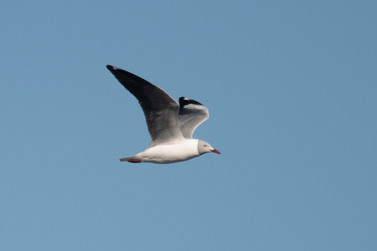 Gray-hooded Gull - ML243375781