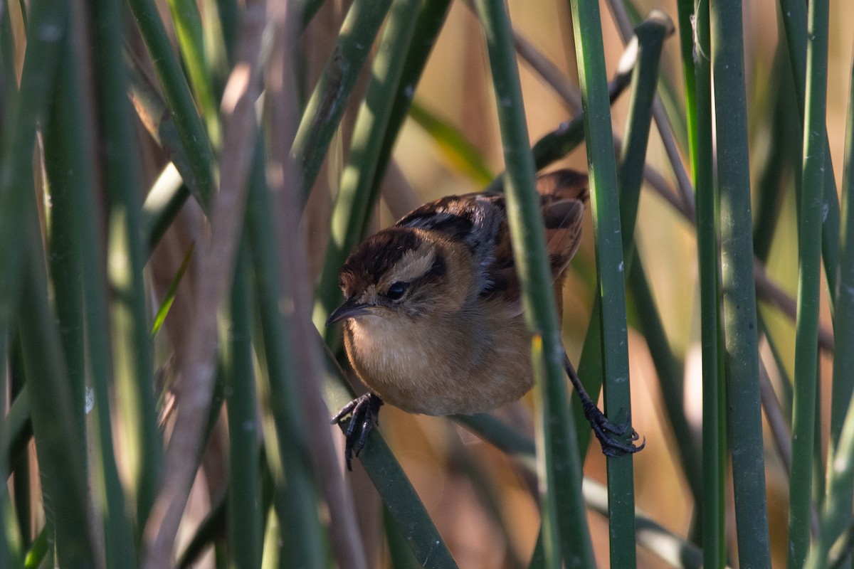 Wren-like Rushbird - ML243375961