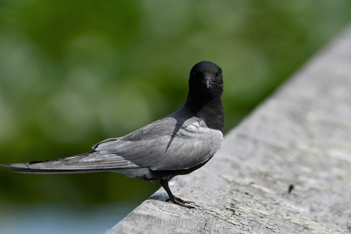 Black Tern - ML243380161