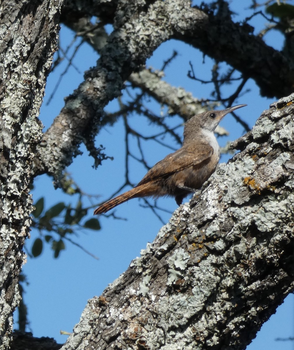 Troglodyte des canyons - ML243380421