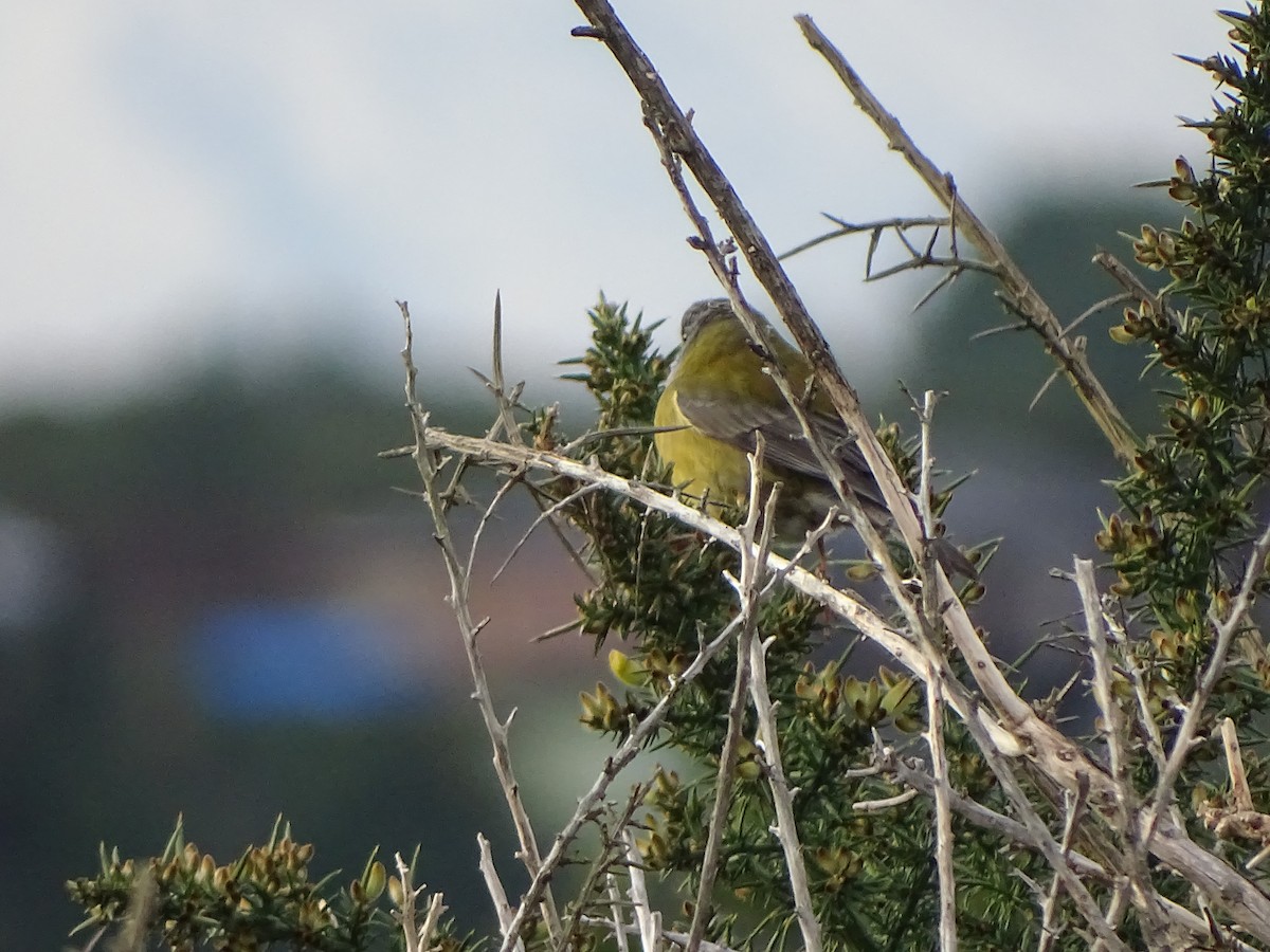 Patagonian Sierra Finch - ML243380871