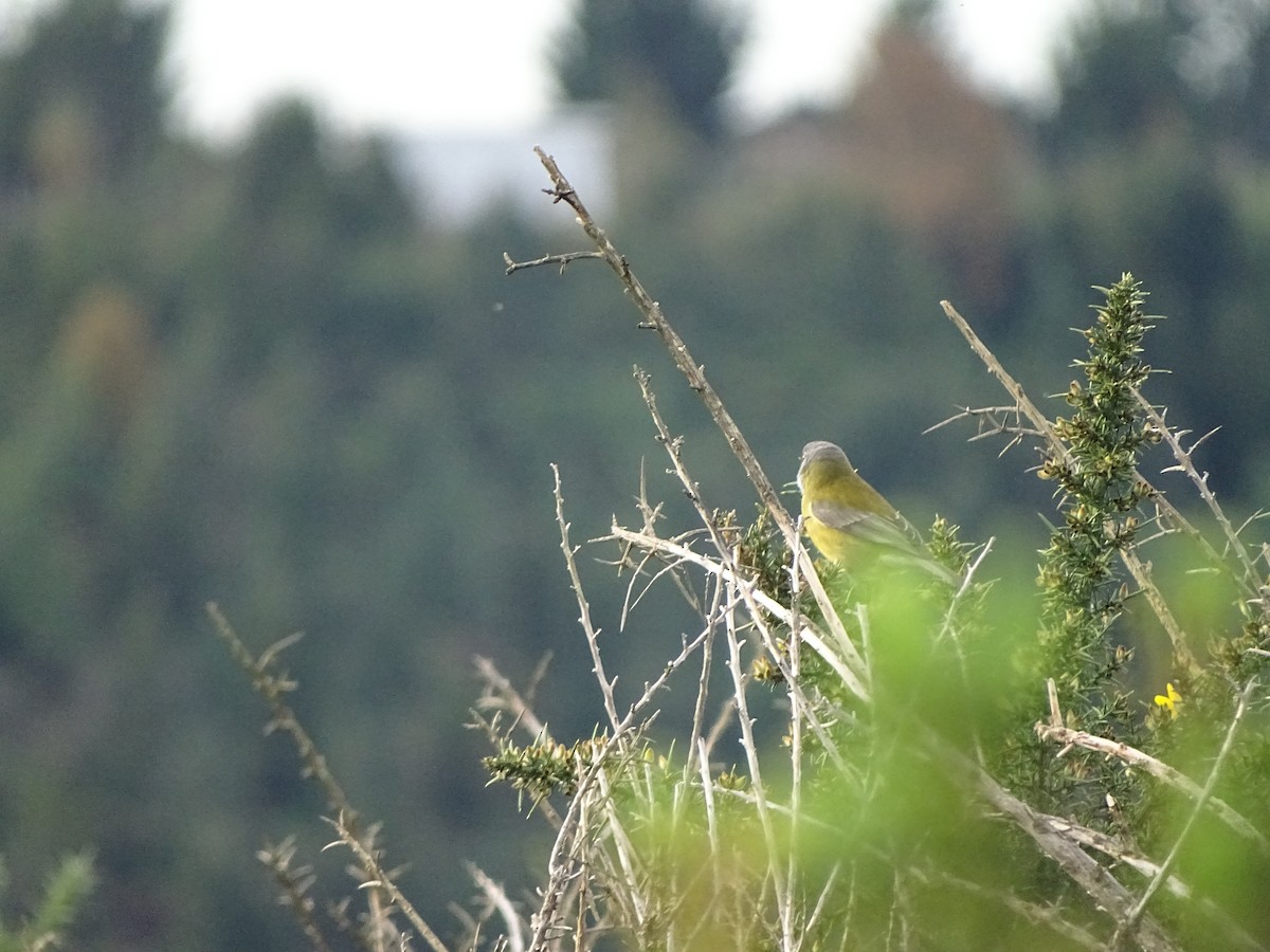 Patagonian Sierra Finch - ML243380911