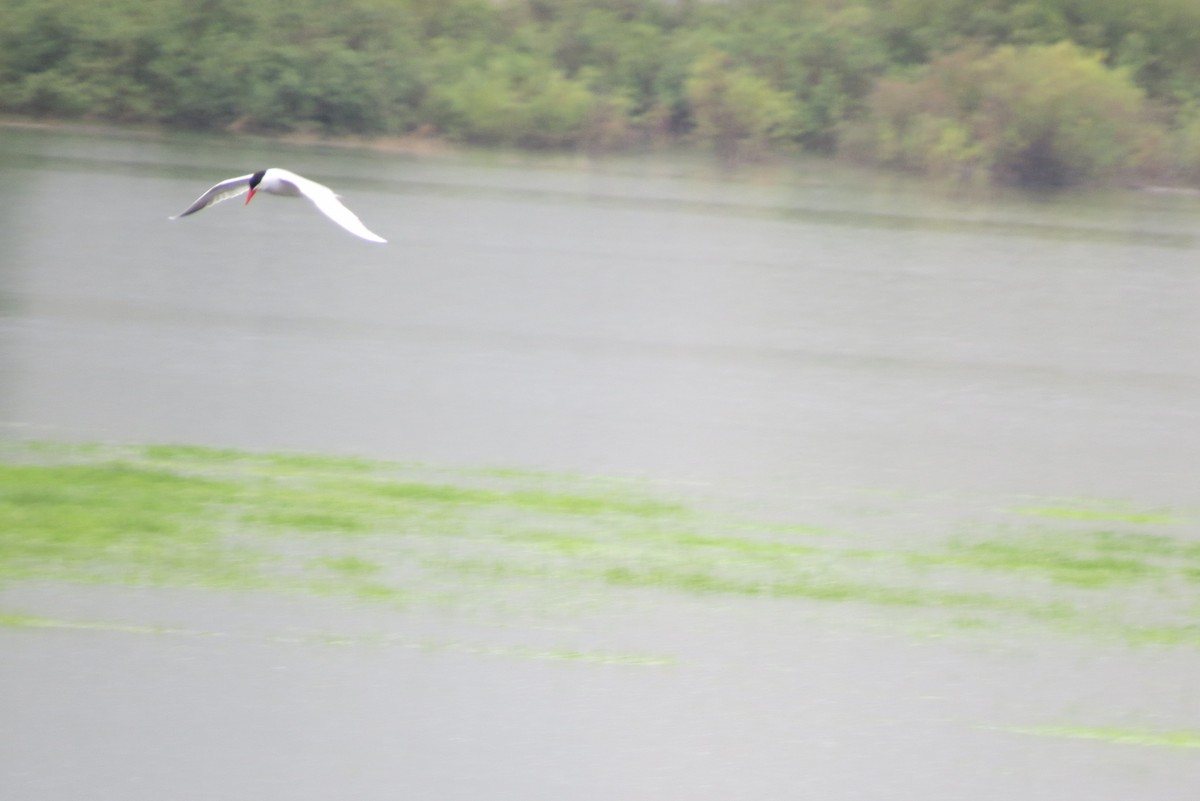 Caspian Tern - ML243381111