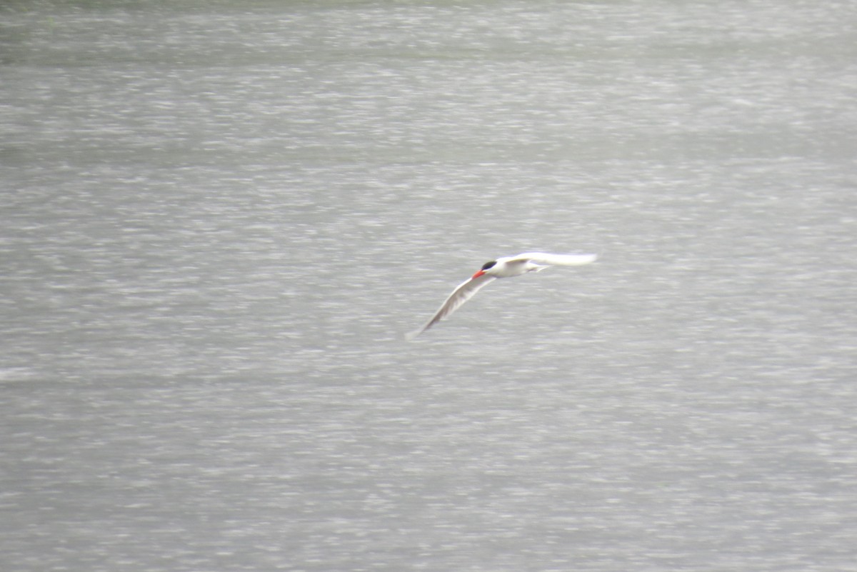 Caspian Tern - ML243381121