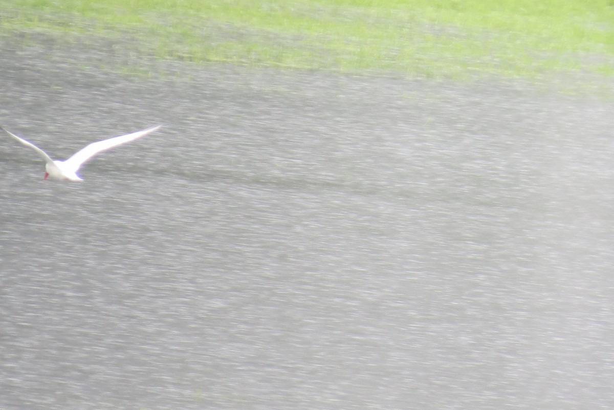 Caspian Tern - ML243381131