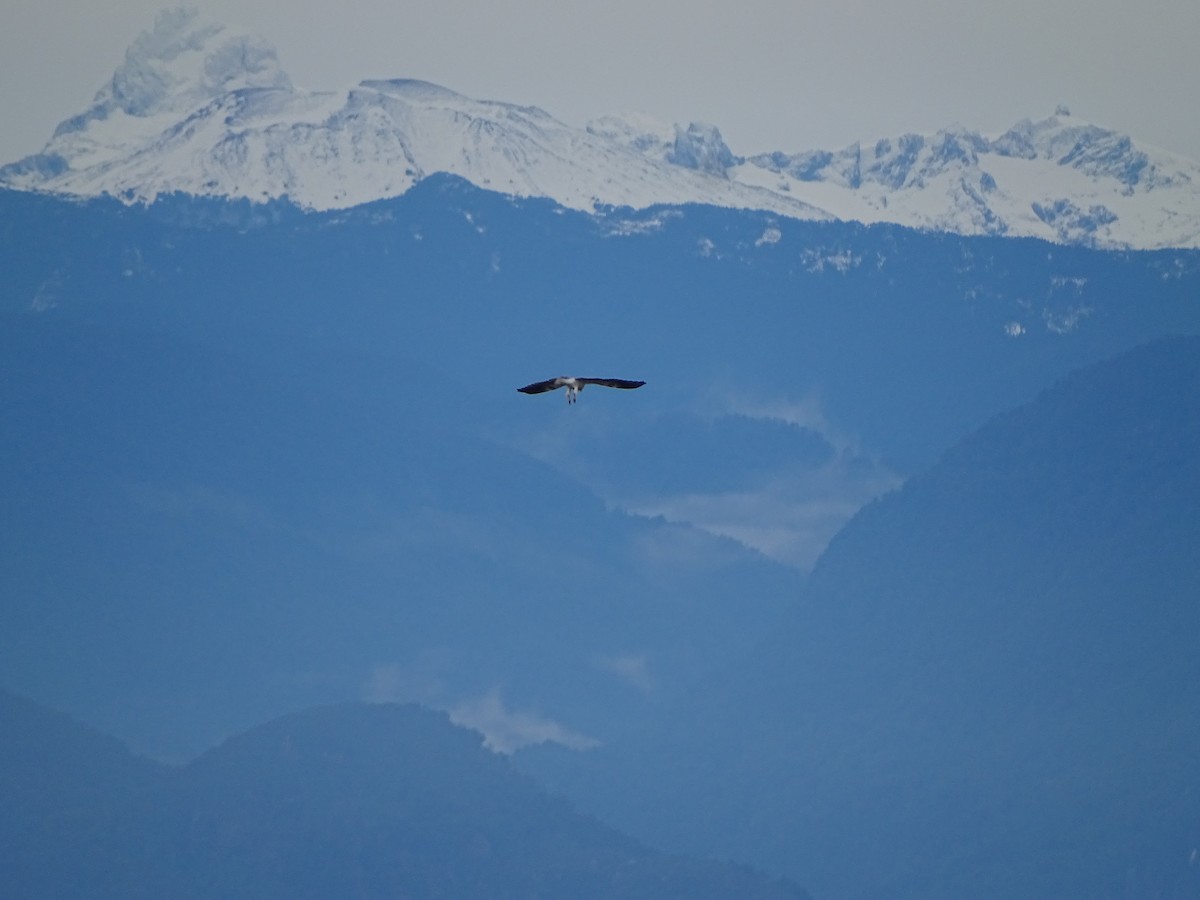 White-tailed Kite - ML243381581