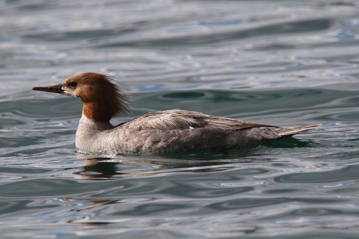 Common Merganser - ML243382441