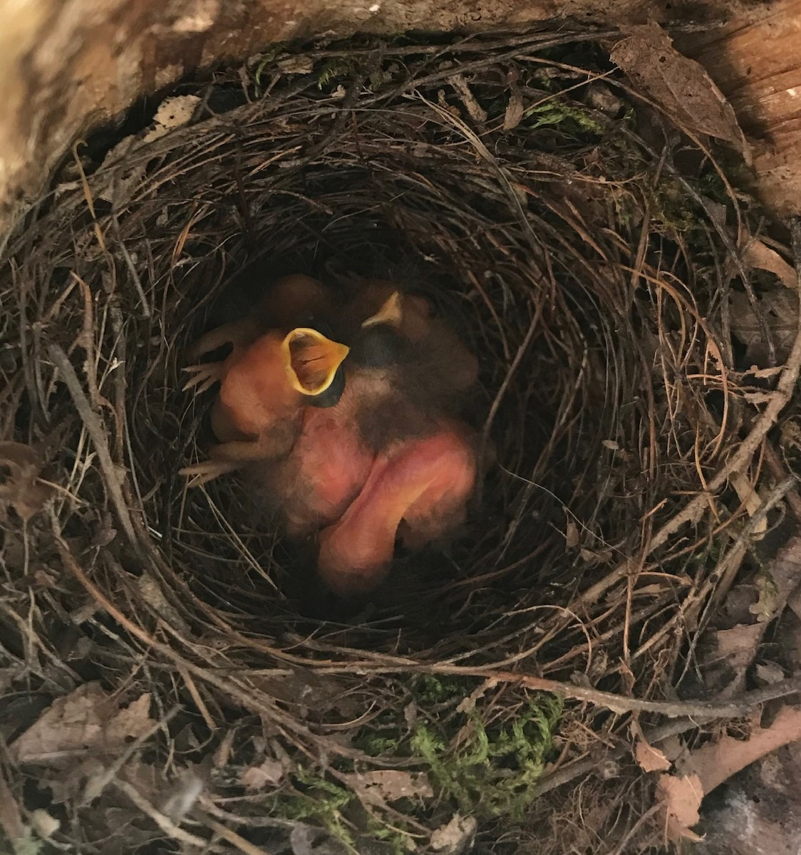 Prothonotary Warbler - ML243383191