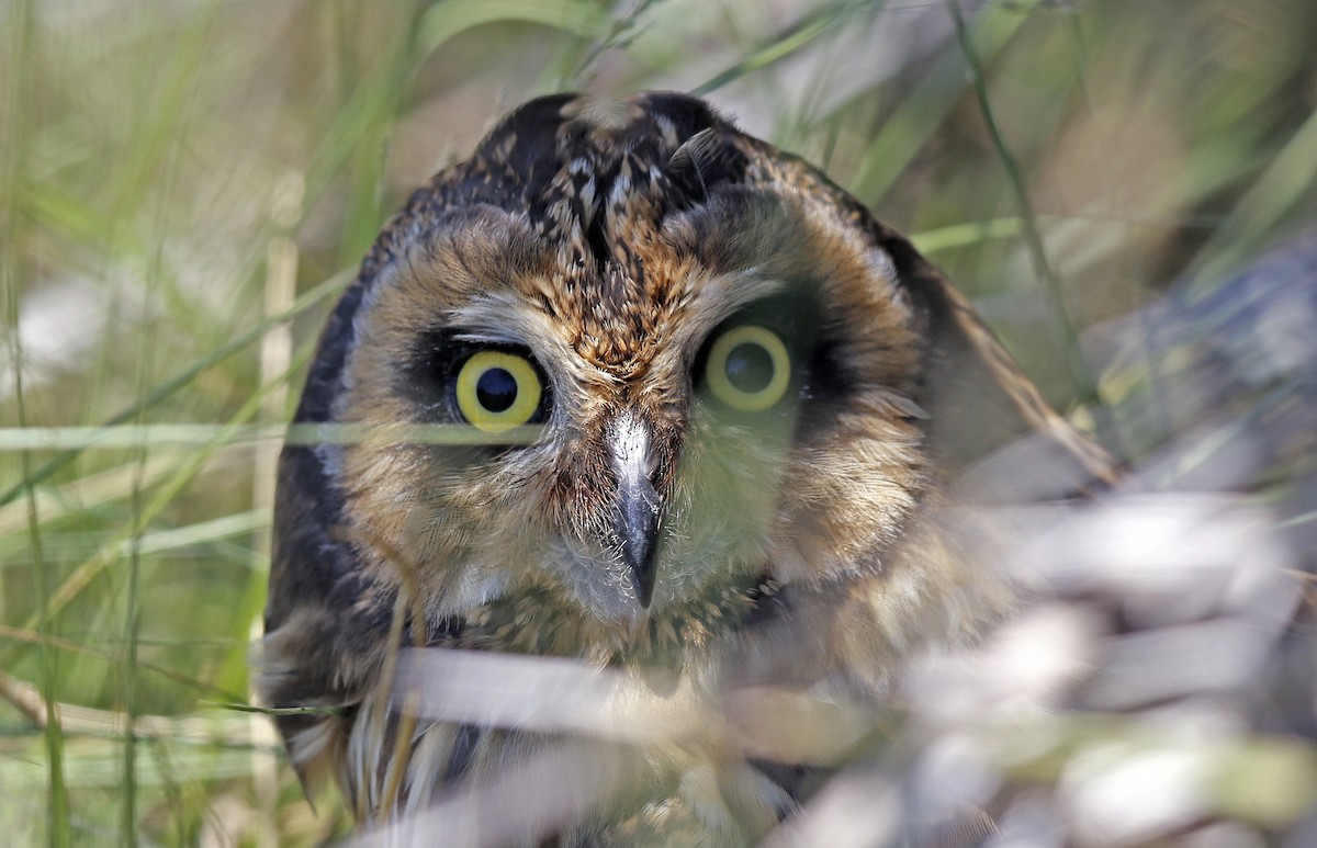 Hibou des marais (domingensis/portoricensis) - ML243385491