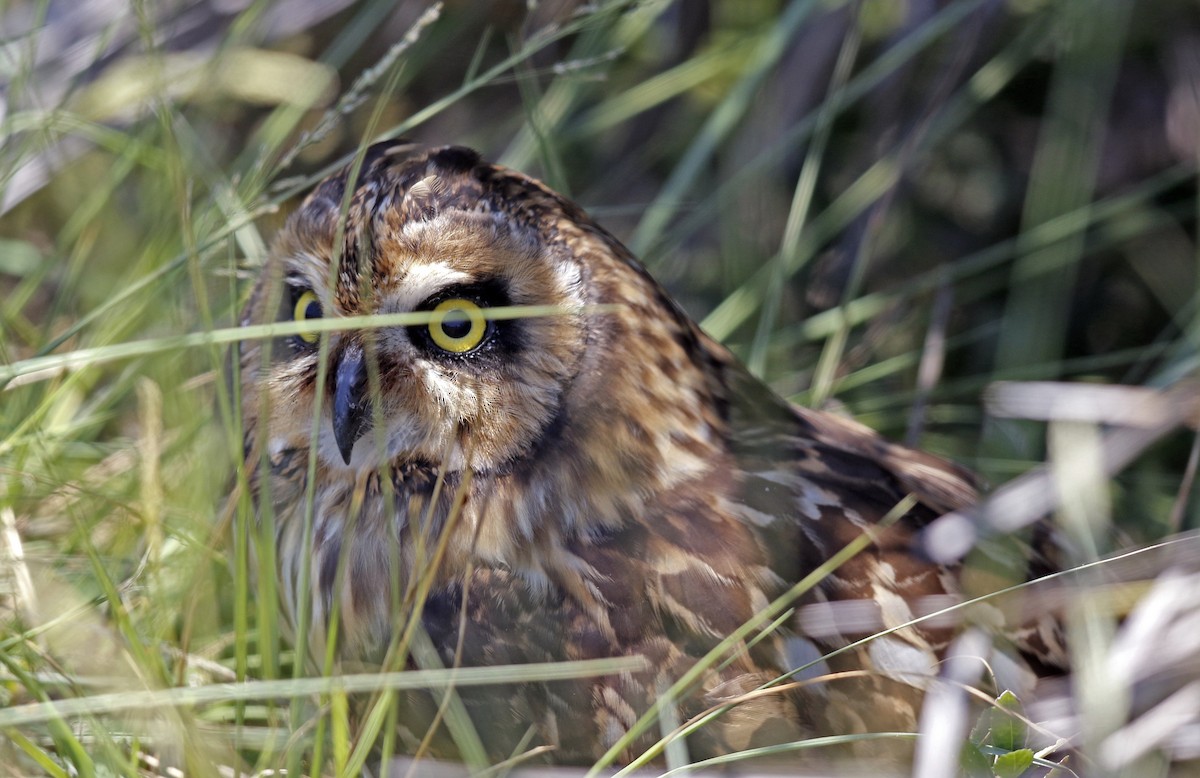 Hibou des marais (domingensis/portoricensis) - ML243385581