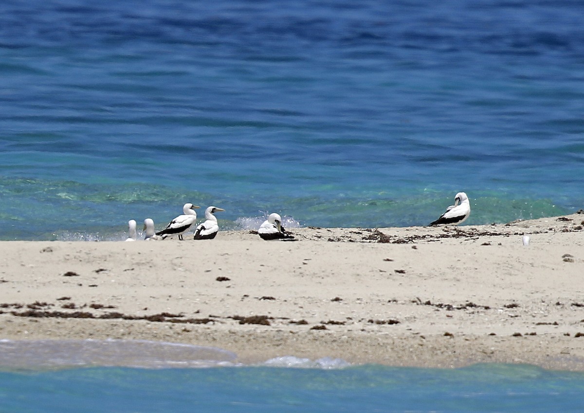 Masked Booby - ML243386171