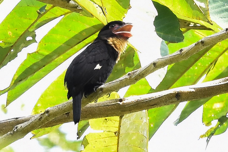 Dusky Broadbill - ML24338761