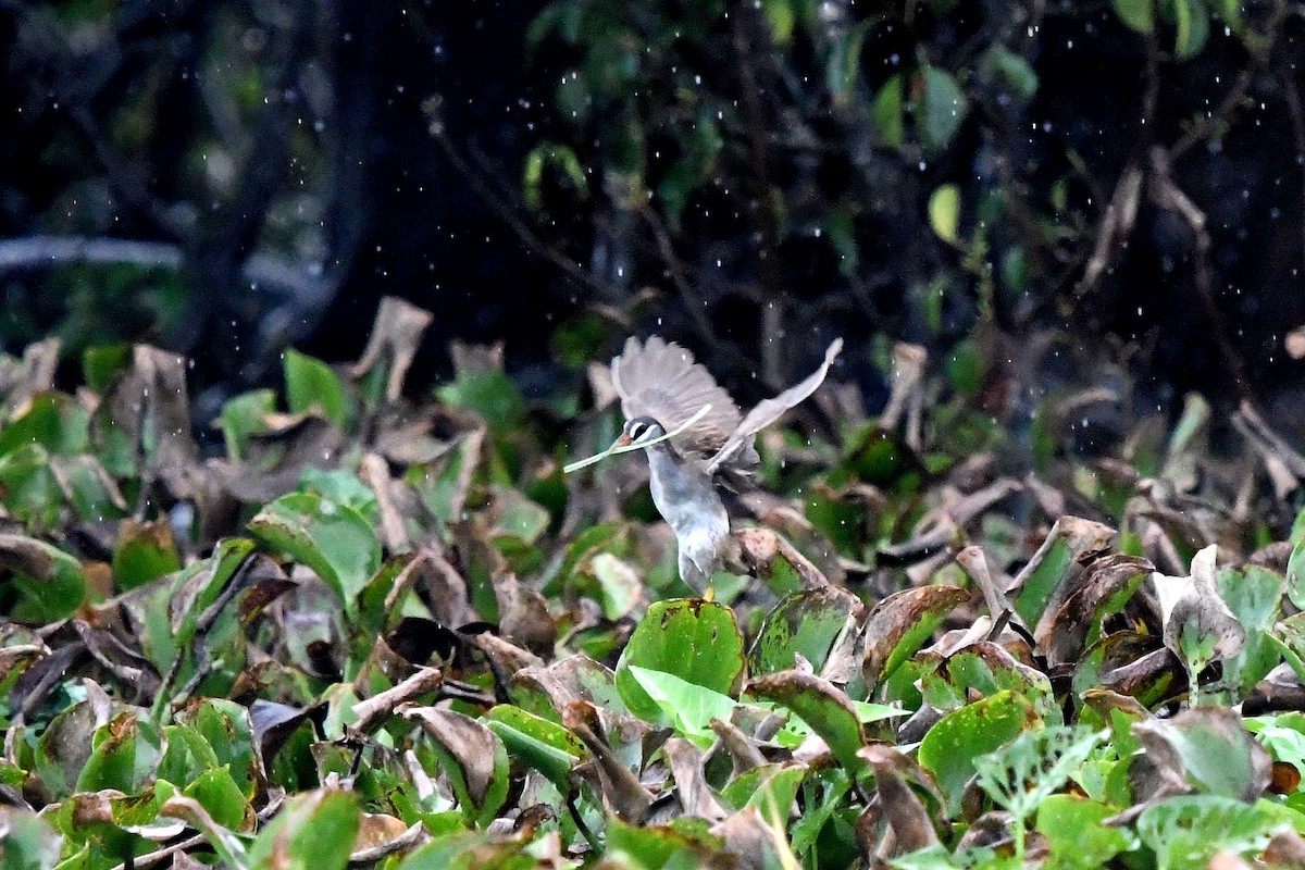 White-browed Crake - YU-HSUEH TENG