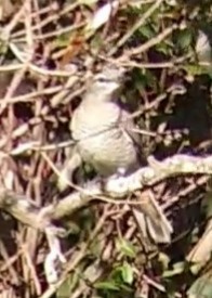 Common Cicadabird - Dwaine Laxdal