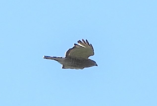Broad-winged Hawk - ML243393451