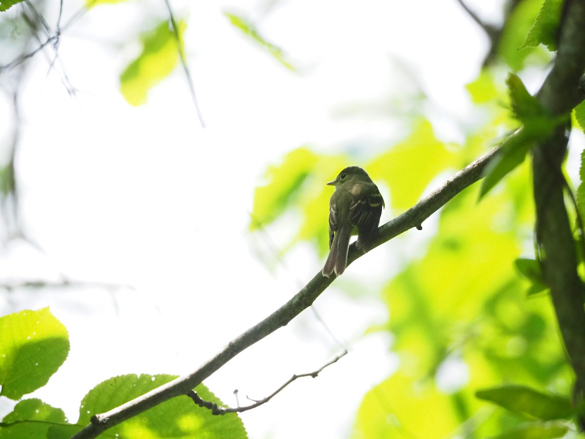 Acadian Flycatcher - Clay Gibbons