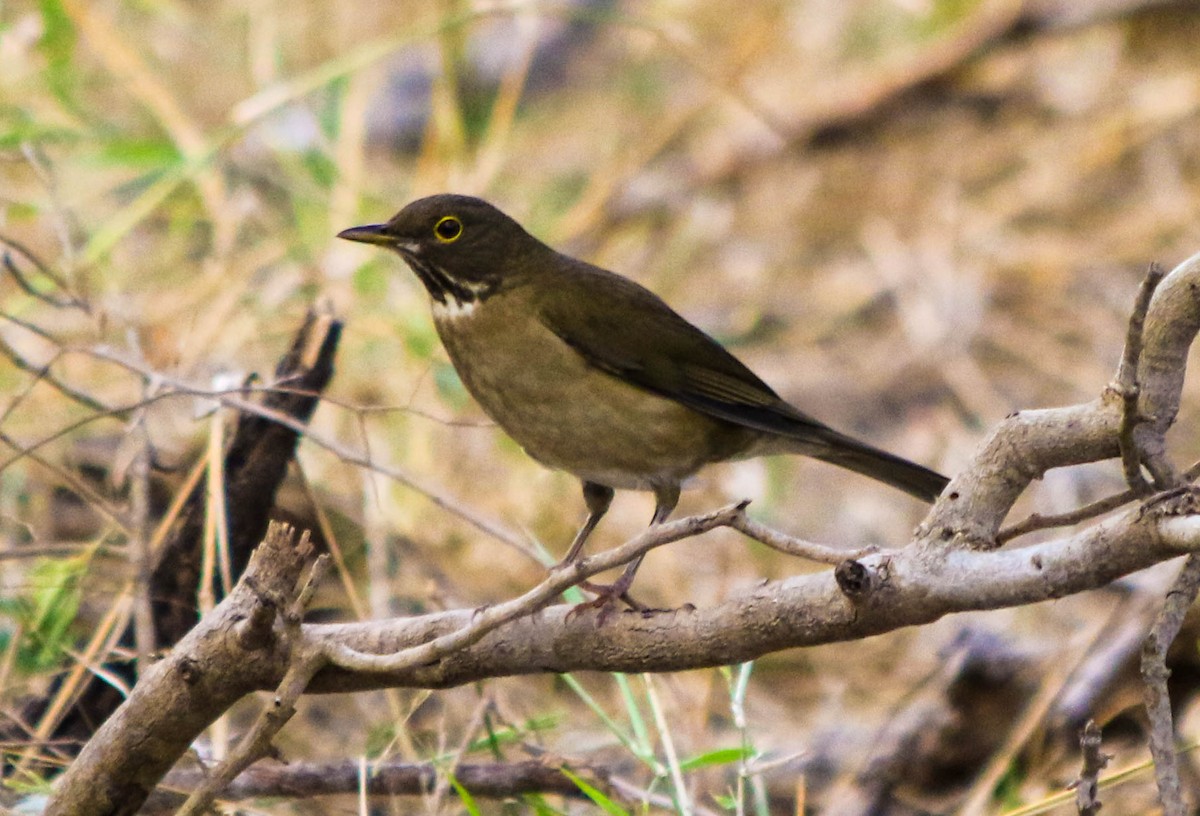 White-throated Thrush - Juan Chavez