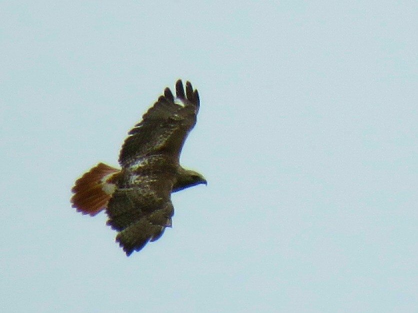 Red-tailed Hawk - ML243393871