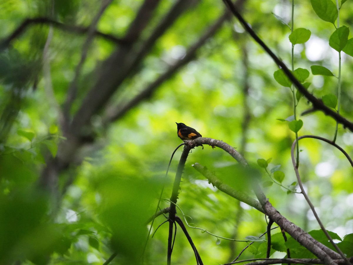 American Redstart - Clay Gibbons