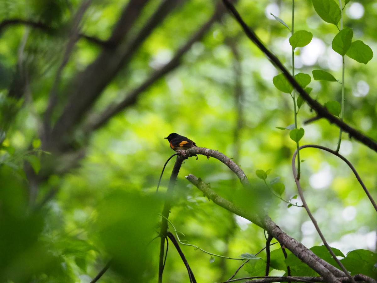 American Redstart - Clay Gibbons