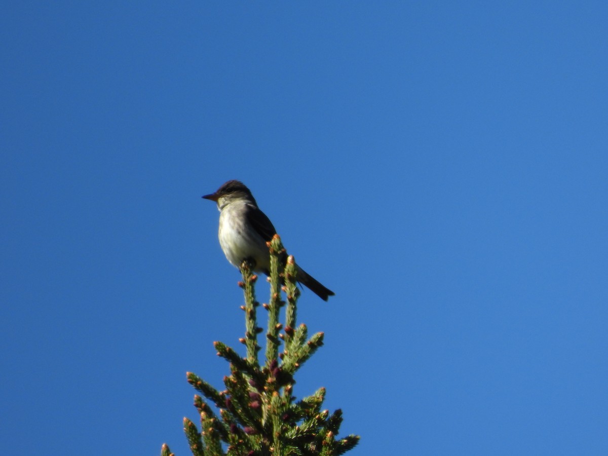 Olive-sided Flycatcher - ML243394021