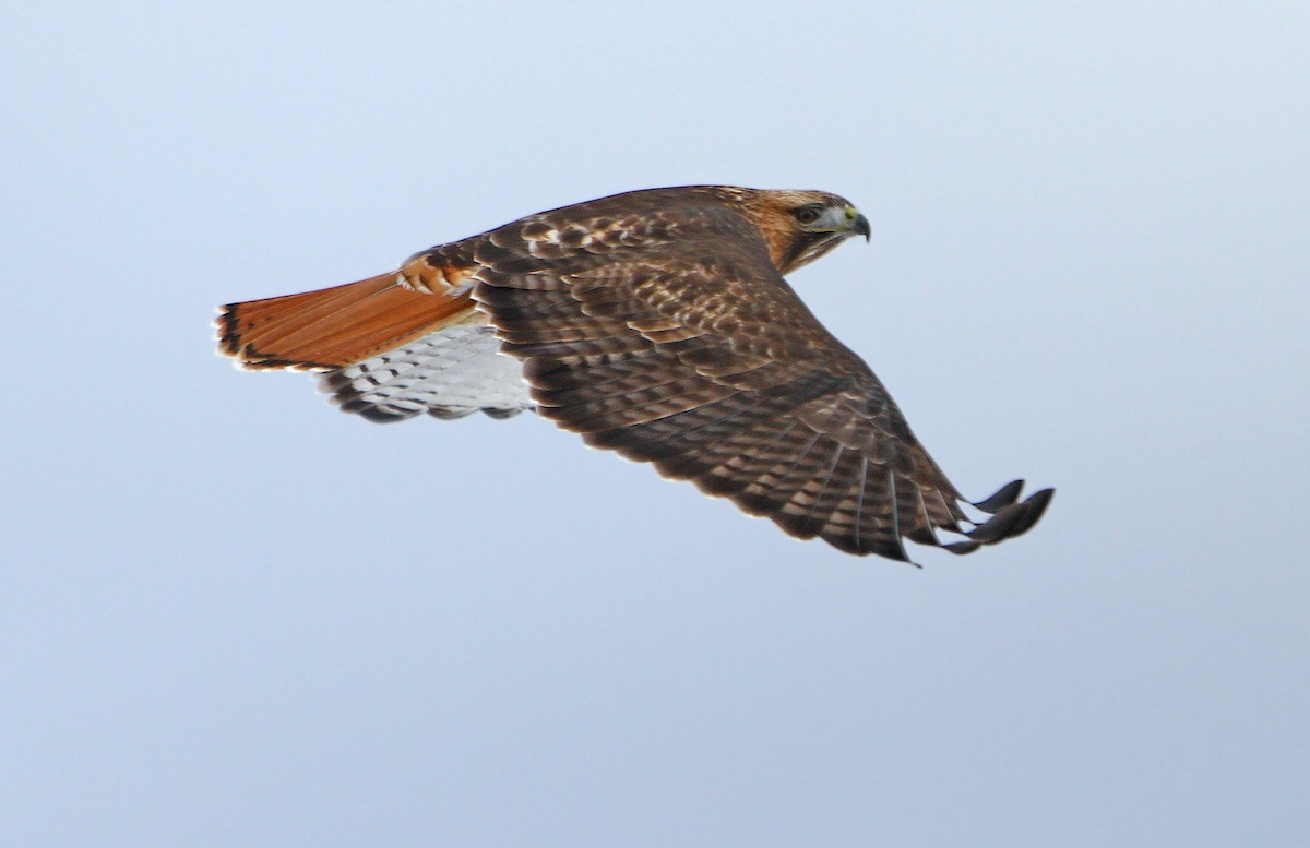 Red-tailed Hawk (calurus/alascensis) - Jerry Liguori