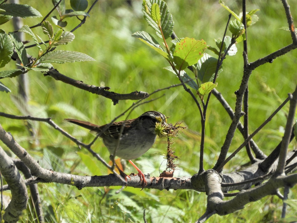 White-throated Sparrow - ML243395721