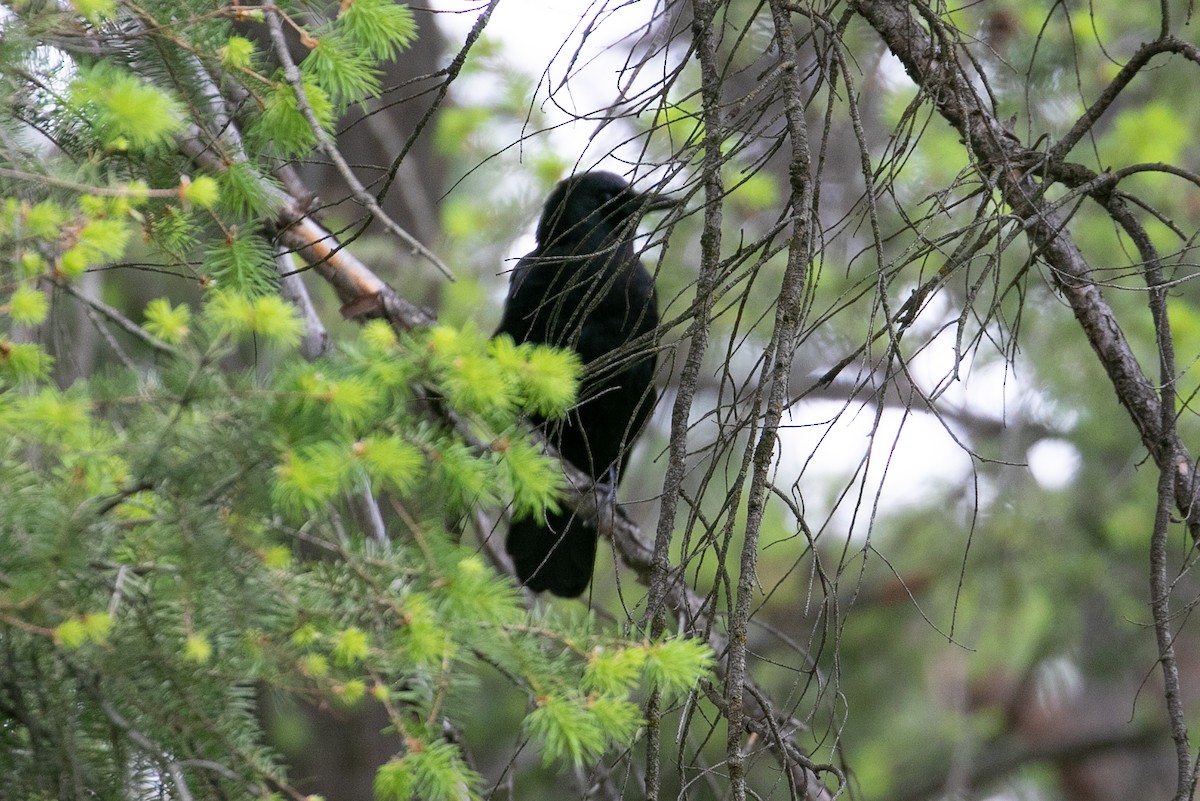 American Crow - ML243395751