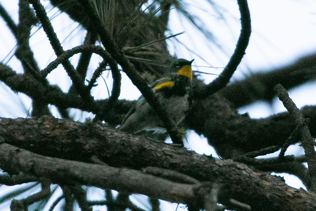 Yellow-rumped Warbler - ML243395851