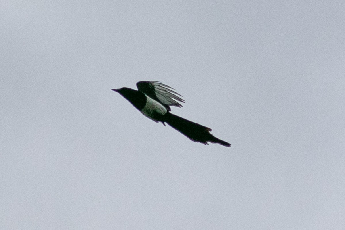 Black-billed Magpie - ML243395871