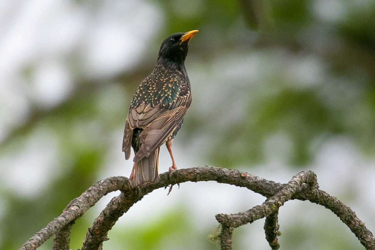 European Starling - ML243395911