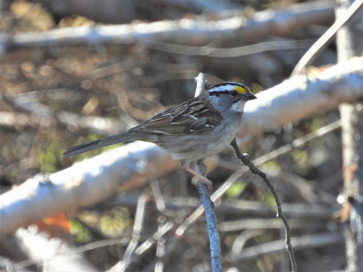 White-throated Sparrow - ML243395921