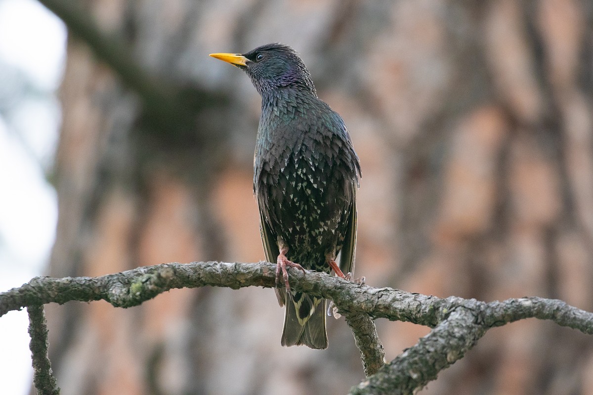 European Starling - ML243395941