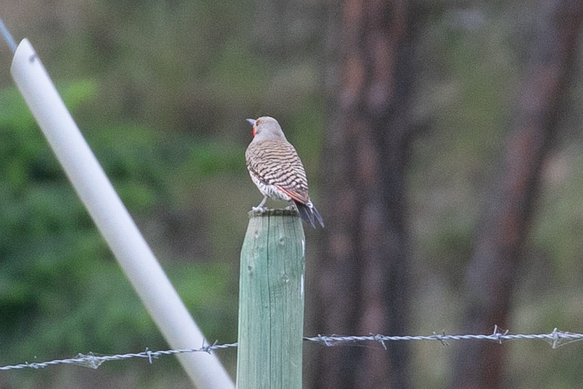 Northern Flicker - ML243395951