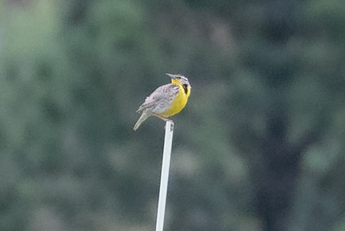 Western Meadowlark - ML243396431