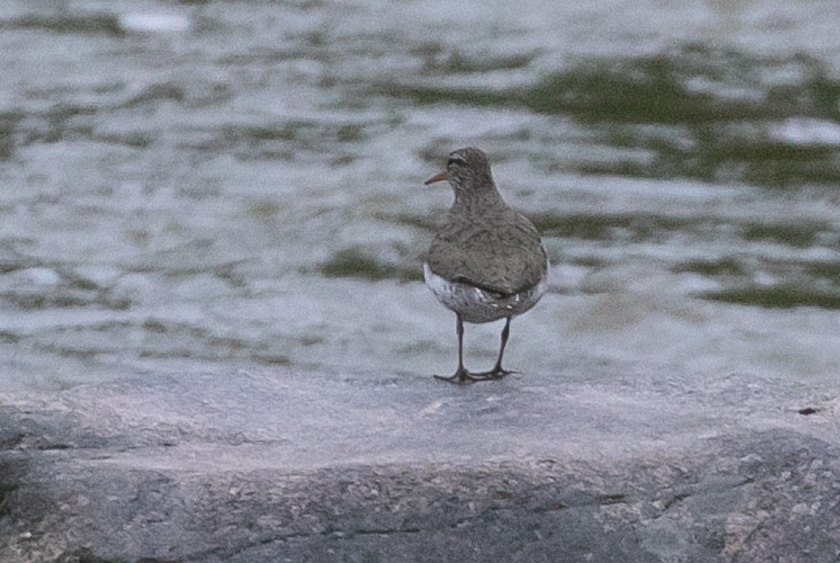 Spotted Sandpiper - ML243396451