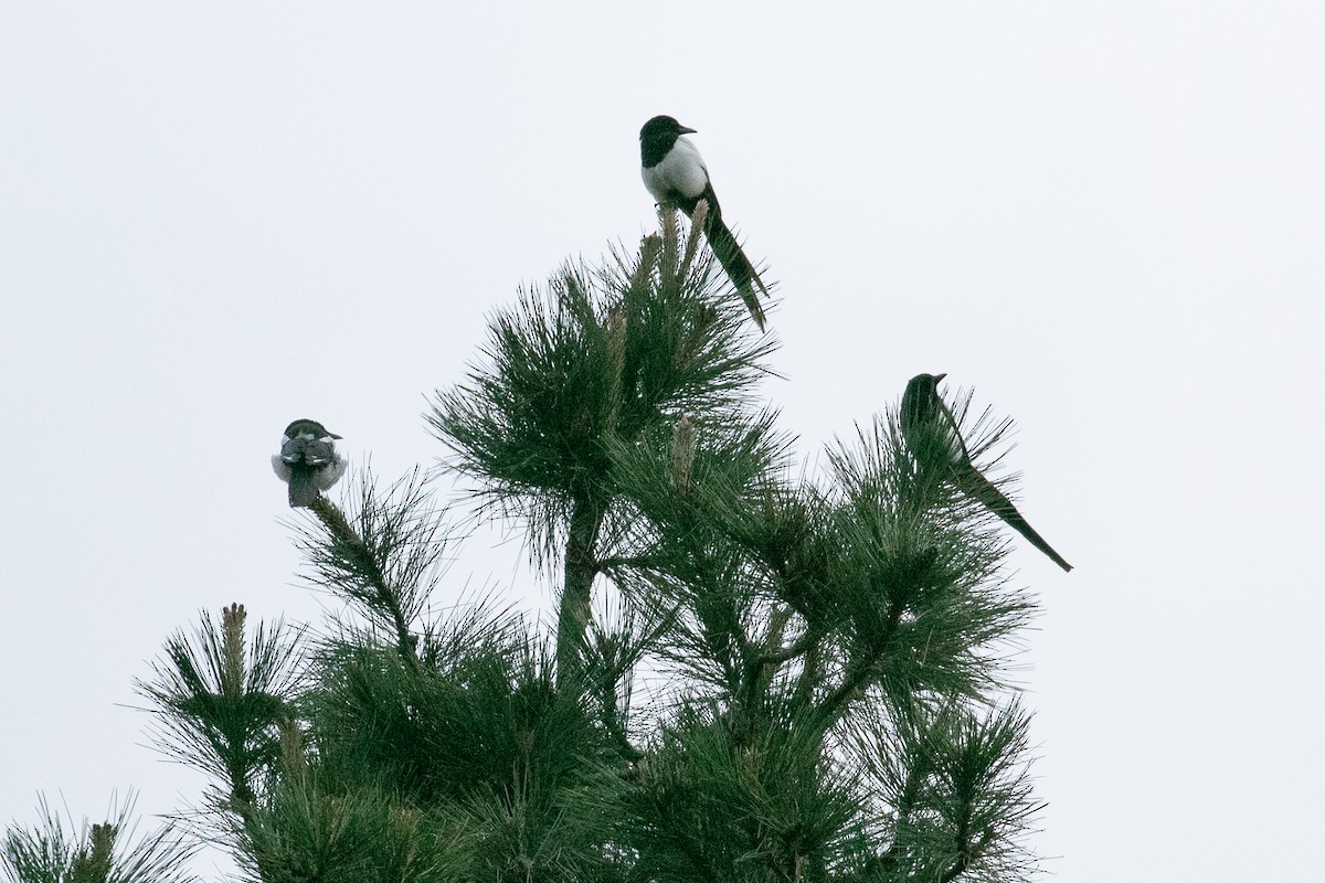 Black-billed Magpie - ML243396491