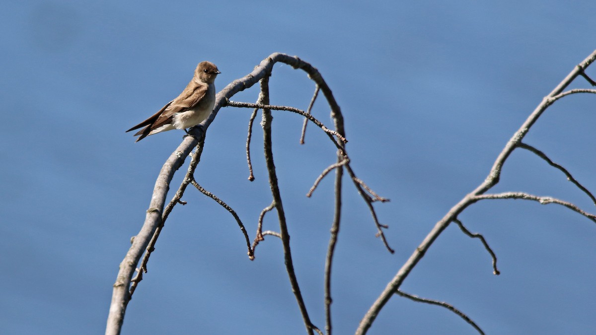 Northern Rough-winged Swallow - ML243396591