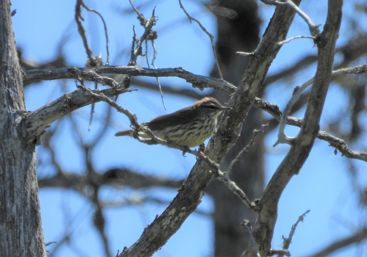 Northern Waterthrush - ML243396781