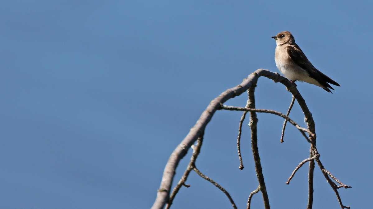 Northern Rough-winged Swallow - ML243397211