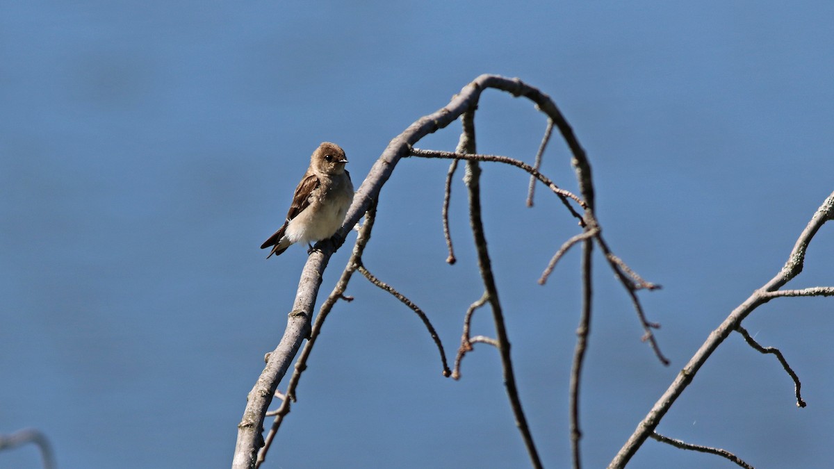 Northern Rough-winged Swallow - ML243398591